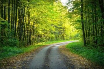 Fototapeta premium Serene Forest Path