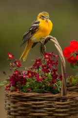 Baltimore Oriole, Icterus galbula, , taken in wild, in Minnesota.