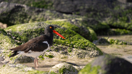 Oystercathcer on Española, Galapagos Islands, Ecuador