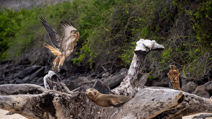 Galapagos hawk and sea lion together, Galapagos Islands, Ecuador. 