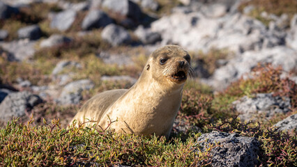 Young Galapagos sea lion, Ecuador
