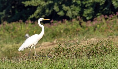 great egret, ardea alba, in the wild