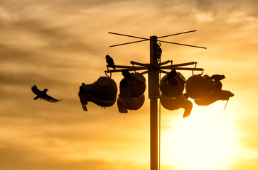 Purple Martin, Progne subis, Jaskolczak modry, taken in wild, taken in Minnesota, Agnieszka Bacal,...