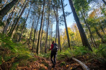 Naklejka premium A person hiking in a sunlit forest with tall trees and thick foliage.