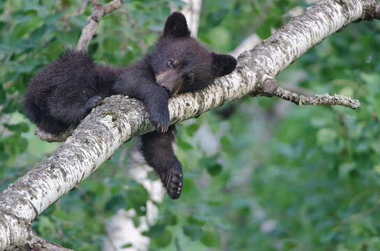 Black Bear, spring cub sleeping in the tree, Ursus americanus, taken in wild, in Minnesota.