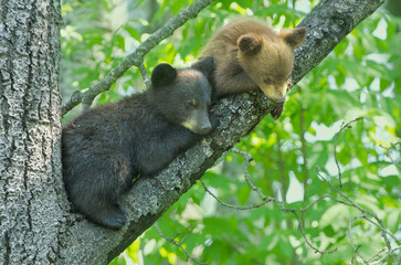 Black Bear, Ursus americanus, cute spring cubs, sitting in the tree, Minnesota.
