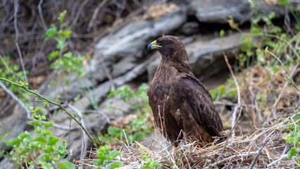 Galapagos hawk at Tagus cove, Isabela Island, Ecuador.
