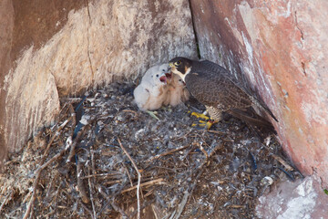 Peregrine falcon, Falco peregrinus,  wild, Minnesota,  North America, 