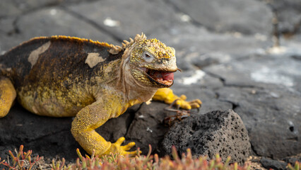 Land iguana eating a crab on Plazas Island, Galapagos, Ecuador