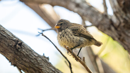 Darwin's finch in Galapagos Islands, Ecuador