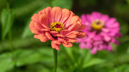 Orange zinnia in the garden.
