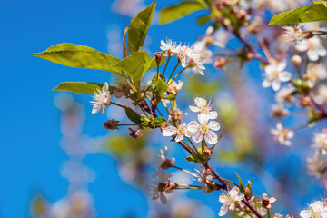 White flowers against blue sky in the garden.
