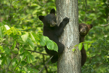 Black bear, Ursus americanus, in wild, in Minnesota, cubs in the tree.