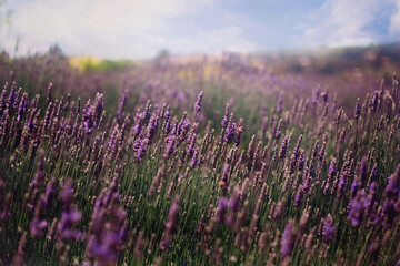 Naklejka premium field of lavender