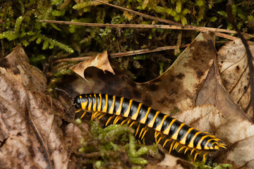 Xystodesmidae, millipedes, taken in Tennessee, in wild.
