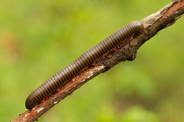 Millipede, spirobolida, taken in wild in Tennessee, spring.