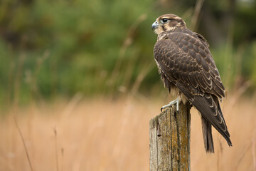 Prairie falcon, female, sub adult, nearly adult, Minnesota.