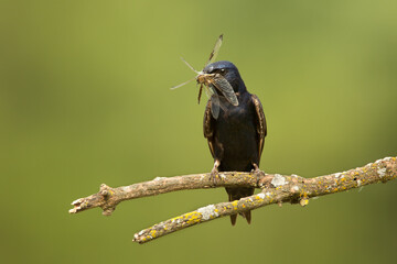 Purple Martin, Pronge subis,  taken in wild, in Minnesota,  with dragonfly. © Agnieszka