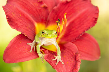 Gray treefrog, Hyla versicolor, Minnesota, green color, summer.