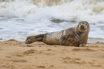 Grey seal pup, Halichoerus grypus, resting on sand beach, UK