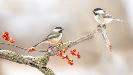 Two Black-capped chickadees on one perch, with red berries in the background,  in winter in Minnesota. © Agnieszka