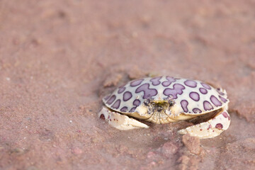 Calico crab, Hepatus epheliticus, wild, taken in Florida.