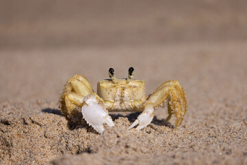 Atlantic Ghost crab, Ocypode quadrata looking at the camera in Florida. 