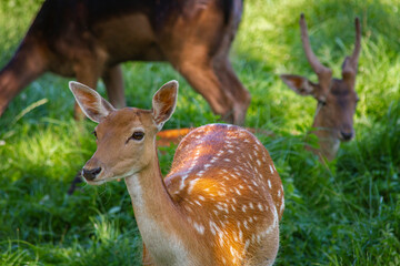 Group of Fallow Deer Resting in a Meadow – Peaceful Wildlife Scene