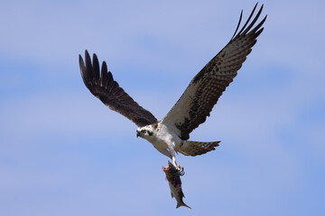 Obraz premium Osprey, Pandion haliaetus flying with fish in talons, 