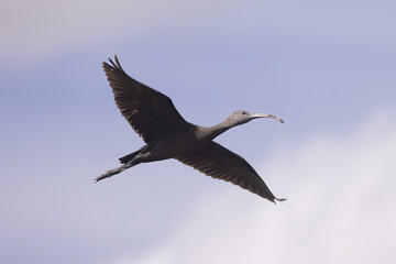 Plegadis falcinellus, Glossy ibis in flight in Florida.