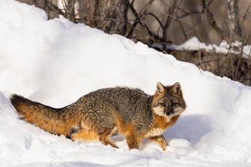 Gray fox, Urocyon cinereoargenteus, in winter in deep snow, Minnesota.