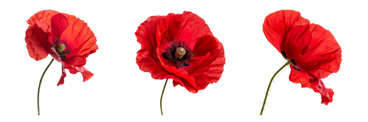 Set of Bright red poppy flower isolated on a transparent background