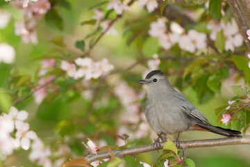 Catbird, Dumetella carolinensis, taken in Minnesota, in wild.