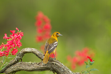 Baltimore oriole, Icterus galbula perching on intricate perch with red flowers in the background. 