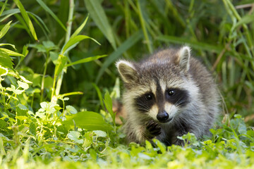 Raccoon, Procyon lotor, baby, kit, looking into the camera, in Minnesota. © Agnieszka