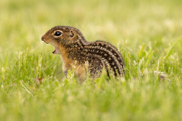 Thirteen lined ground squirrel,  Ictidomys tridecemlineatusin green grass, calling, North America, USA.