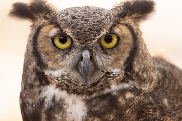 Bubo virginianus, Great Horned owl, closeup, face, disc, eyes, North America, USA.