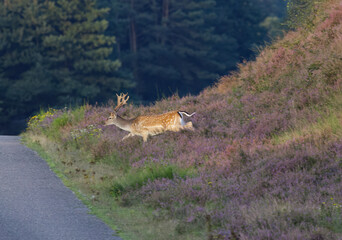 Fallow deer in the blooming heath, blooming heath, fallow deer with large antlers, fallow deer in the evening sun