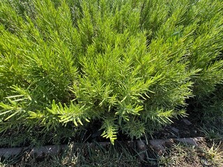 Close-up of fresh green leaves of Salvia rosmarinus. Commonly known as rosemary in the garden. Commonly known as rosemary, Salvia rosmarinus is a fragrant, evergreen, coniferous shrub.