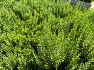 Close-up of fresh green leaves of Salvia rosmarinus. Commonly known as rosemary in the garden. Commonly known as rosemary, Salvia rosmarinus is a fragrant, evergreen, coniferous shrub.