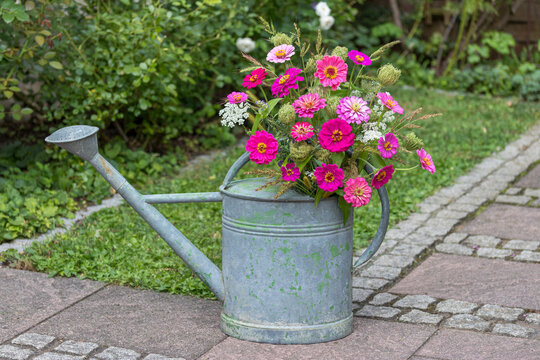 pink Zinnien, Gr&auml;ser und Wilde M&ouml;hre in alter Gie&szlig;kanne im Garten