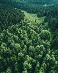 Obraz premium Lush Forest Aerial View