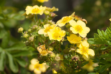 Kuril Daurian tea growing and flowering in a summer garden