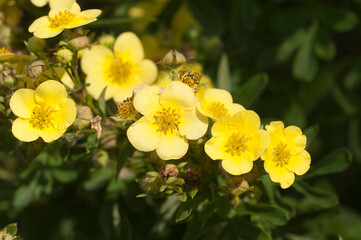 Kuril Daurian tea growing and flowering in a summer garden