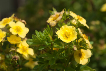 Kuril Daurian tea growing and flowering in a summer garden