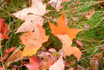 Maple leaves lying on wet grass on a rainy autumn day. Selective focus and autumn colours.