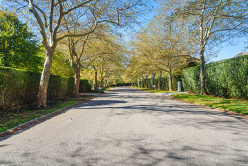 Deserted tree lined street through an affluent residential district with luxury houses behind high hedges for privacy on a sunny autumn day