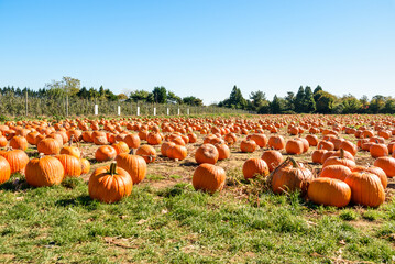 Field of pumpkins for picking in a farm on a sunny autumn morning
