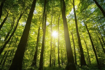 Fototapeta premium A peaceful sunlit forest with tall trees. Sun rays shine through the foliage creating a serene atmosphere.