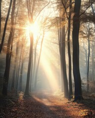 Obraz premium Sunlit Forest Path